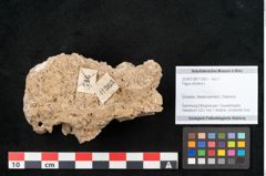 Foto (Objekt + Etikett) von Fagus silvatica L. (NHMW-GEO-2024-0188-11363)